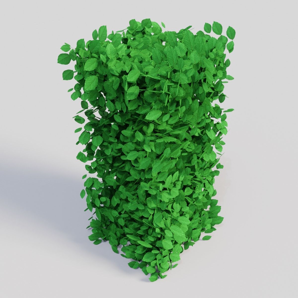 Fagus sylvatica 3D model_1