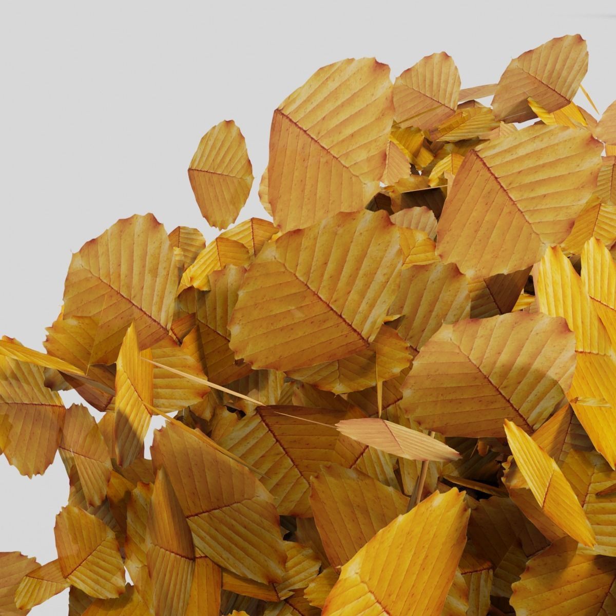 Fagus sylvatica fall 3D model_2