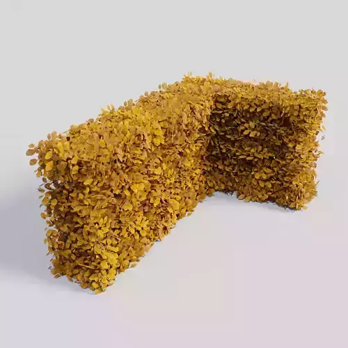 Fagus sylvatica fall 3D model