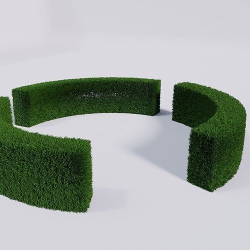Ligustrum ovalifolium 3D model