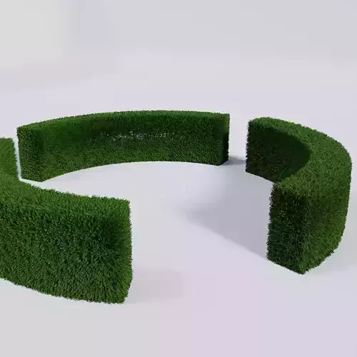 Ligustrum ovalifolium 3D model