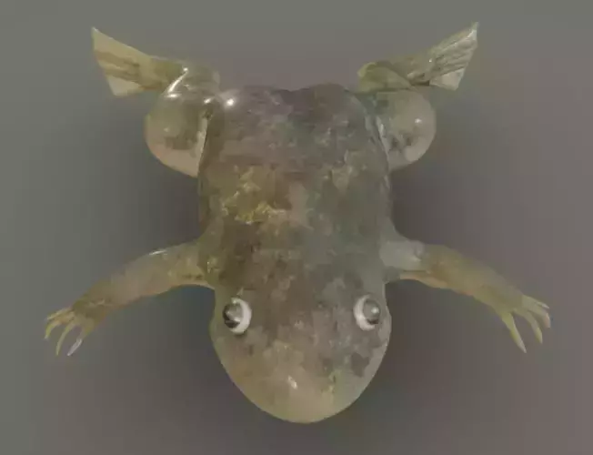 Frog  Lab  Frog   Xenopus laevisis