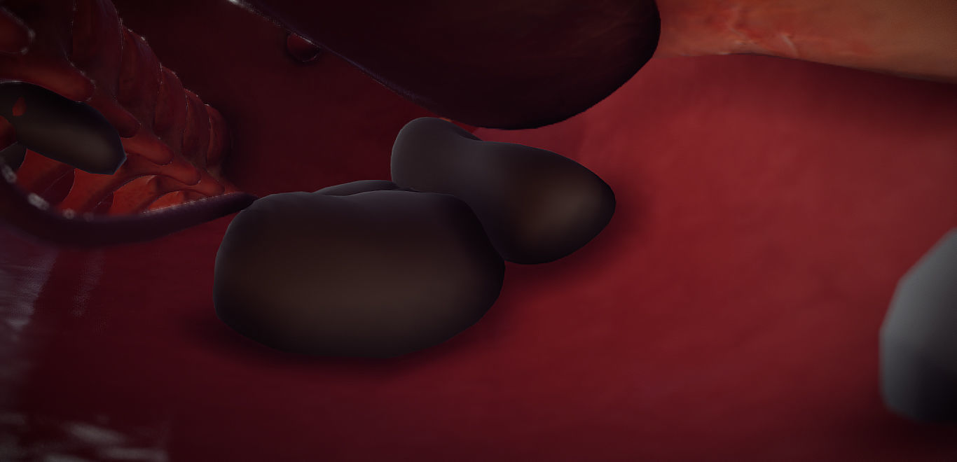 Guinea Pig Internal Anatomy Low-poly 3D model_13