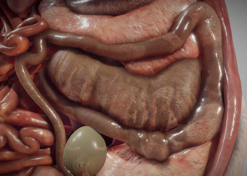 Guinea Pig Internal Anatomy Low-poly 3D model_1