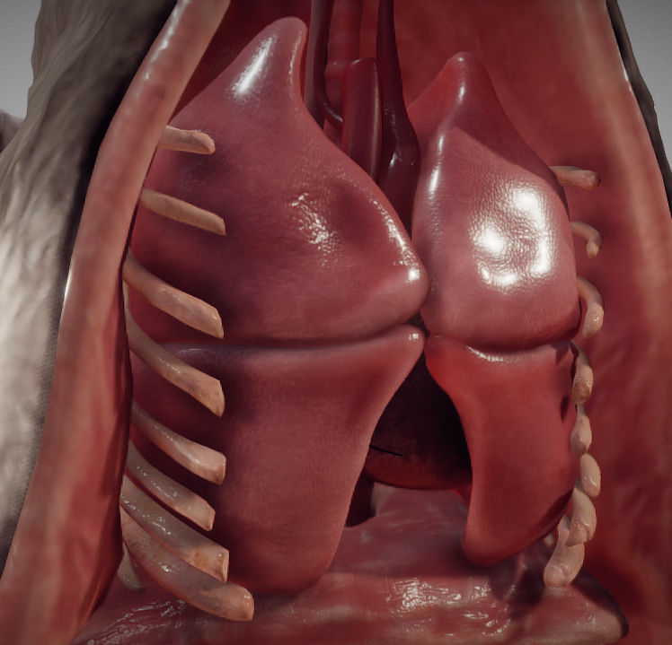 Guinea Pig Internal Anatomy Low-poly 3D model_20