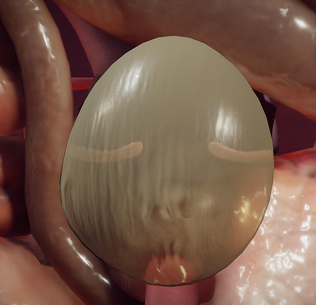 Guinea Pig Internal Anatomy Low-poly 3D model_2