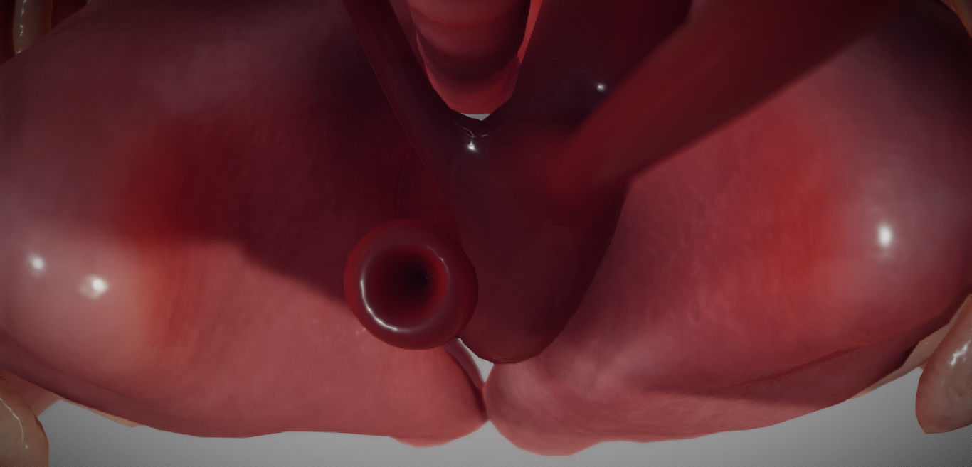 Guinea Pig Internal Anatomy Low-poly 3D model_14