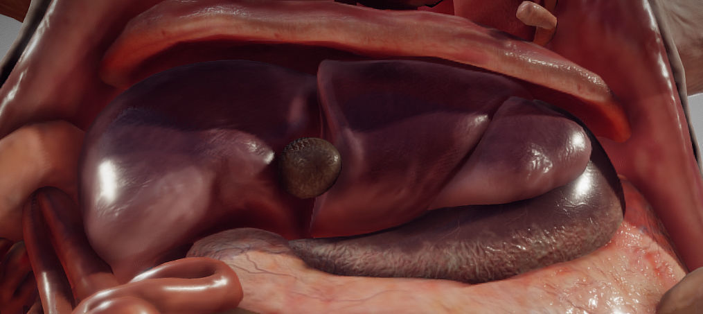 Guinea Pig Internal Anatomy Low-poly 3D model_18