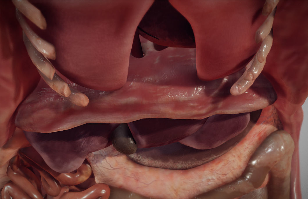 Guinea Pig Internal Anatomy Low-poly 3D model_19