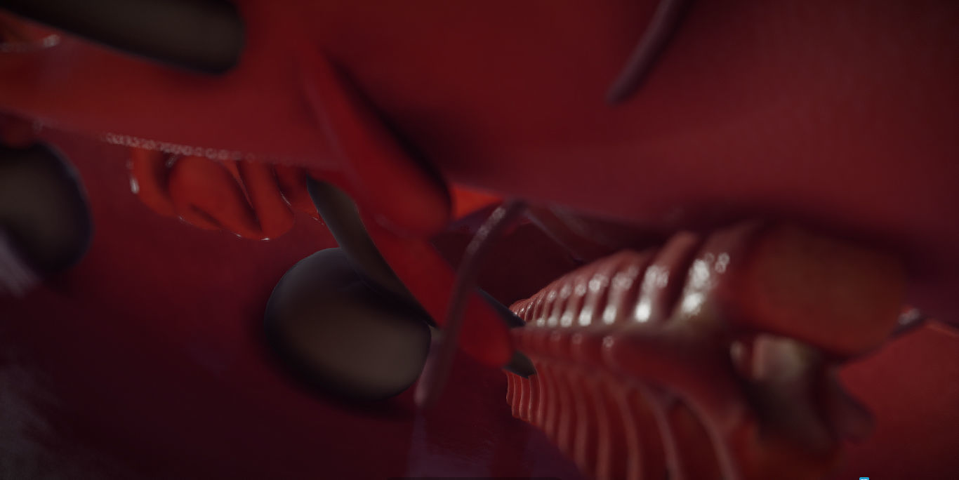 Guinea Pig Internal Anatomy Low-poly 3D model_12