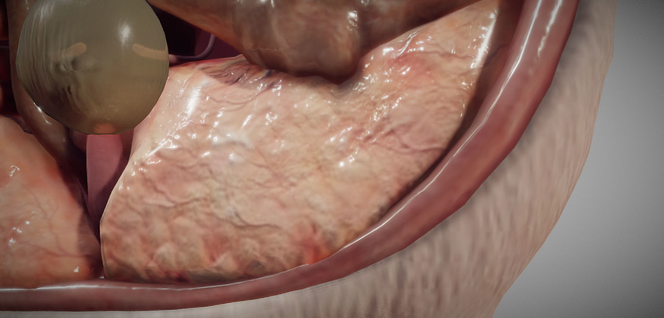 Guinea Pig Internal Anatomy Low-poly 3D model_4