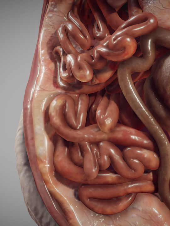 Guinea Pig Internal Anatomy Low-poly 3D model_22