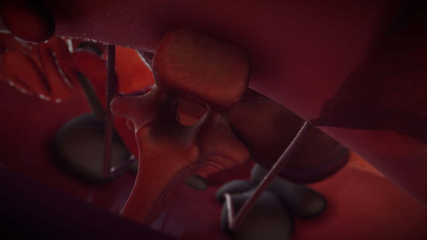 Guinea Pig Internal Anatomy Low-poly 3D model_10