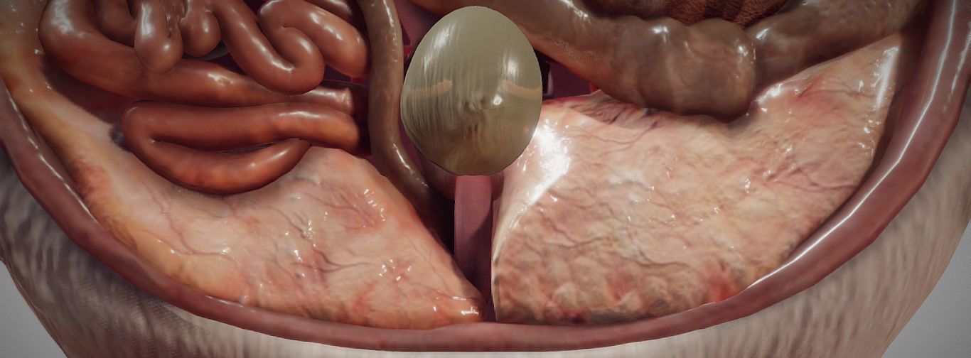 Guinea Pig Internal Anatomy Low-poly 3D model_3