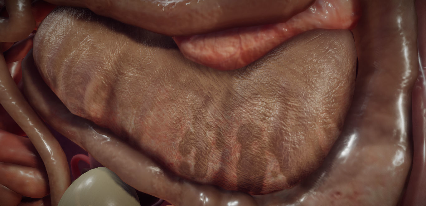 Guinea Pig Internal Anatomy Low-poly 3D model_23