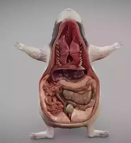 Guinea Pig Internal Anatomy Low-poly 3D model