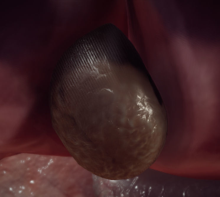 Guinea Pig Internal Anatomy Low-poly 3D model_6