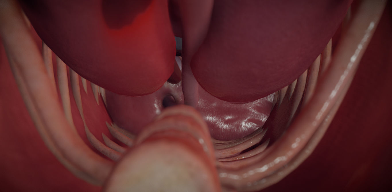 Guinea Pig Internal Anatomy Low-poly 3D model_8