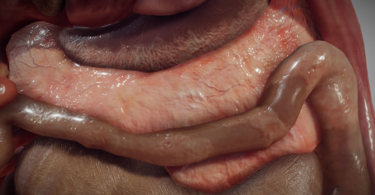 Guinea Pig Internal Anatomy Low-poly 3D model_5