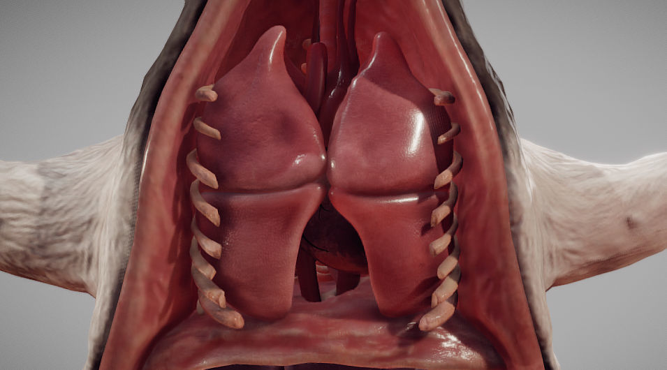Guinea Pig Internal Anatomy Low-poly 3D model_17