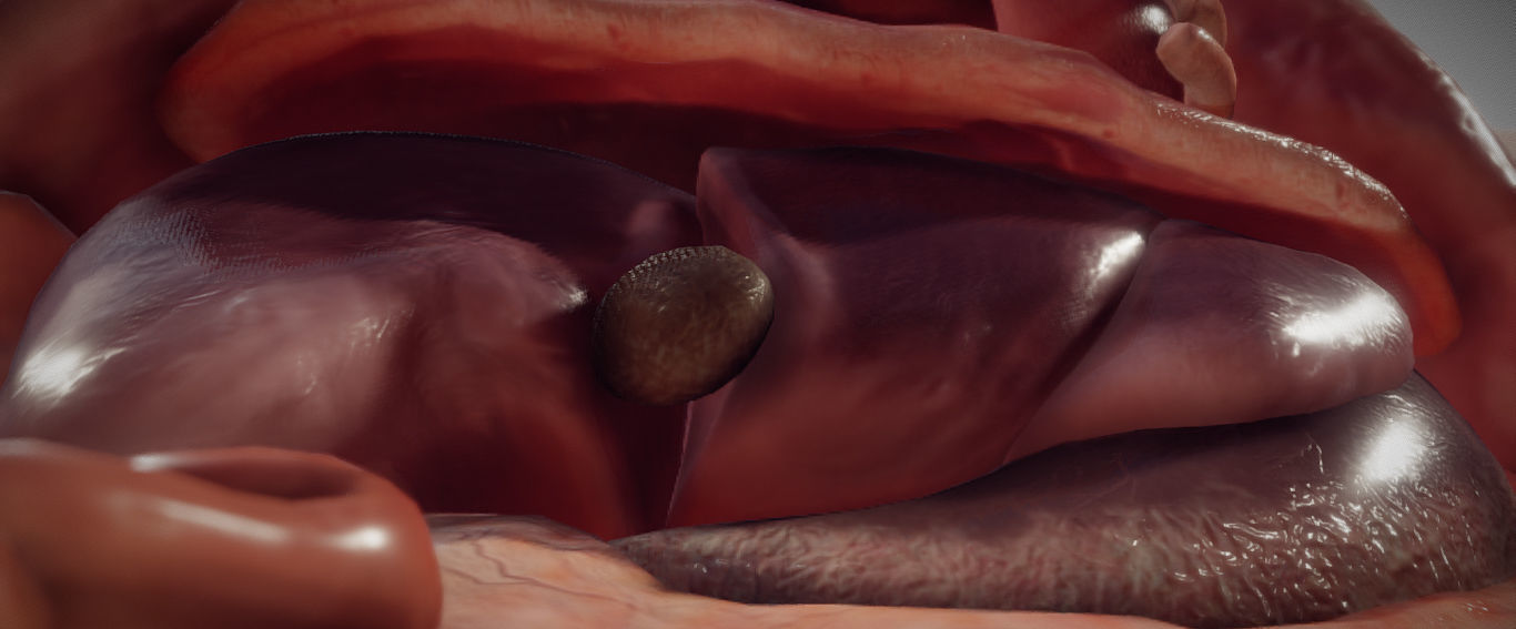 Guinea Pig Internal Anatomy Low-poly 3D model_7