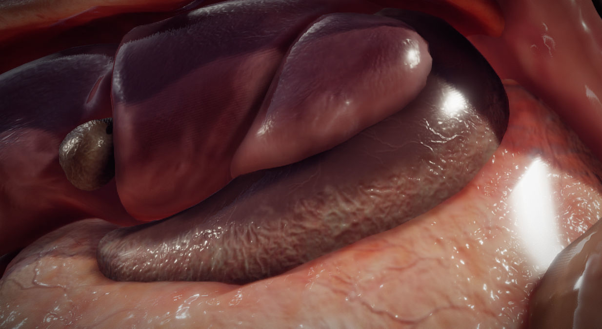 Guinea Pig Internal Anatomy Low-poly 3D model_21