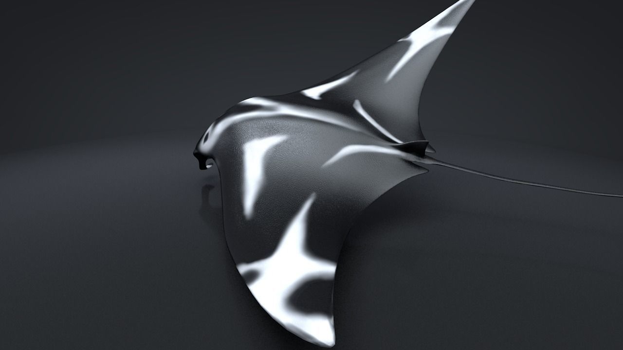 Manta Ray  Low-poly 3D model_25