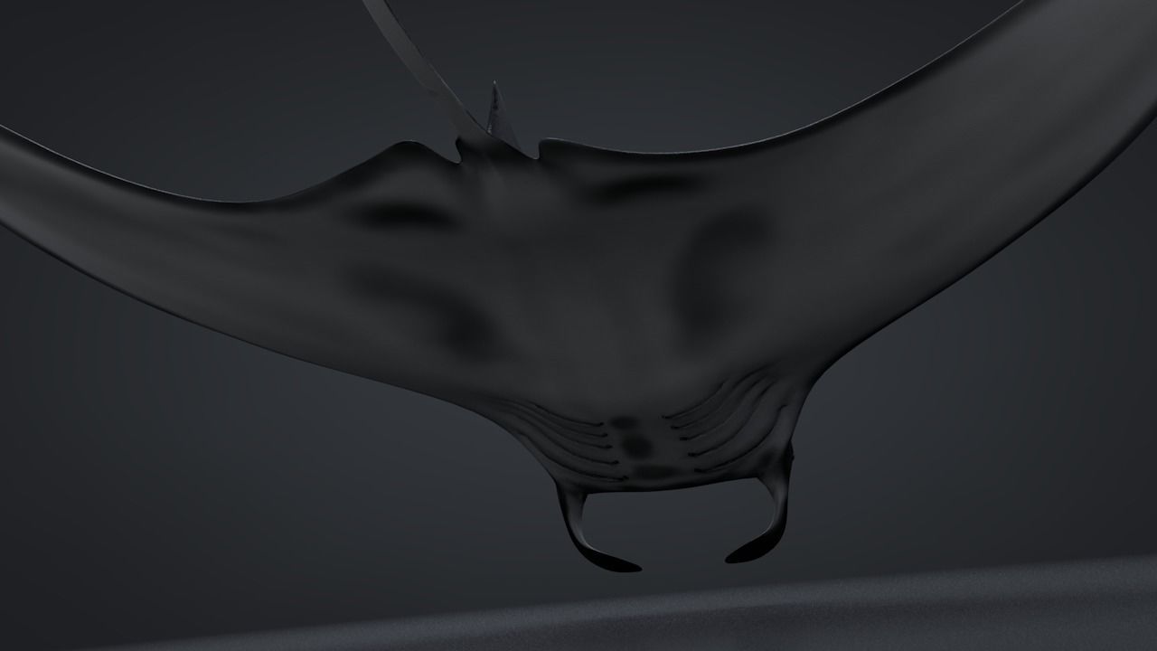 Manta Ray  Low-poly 3D model_24