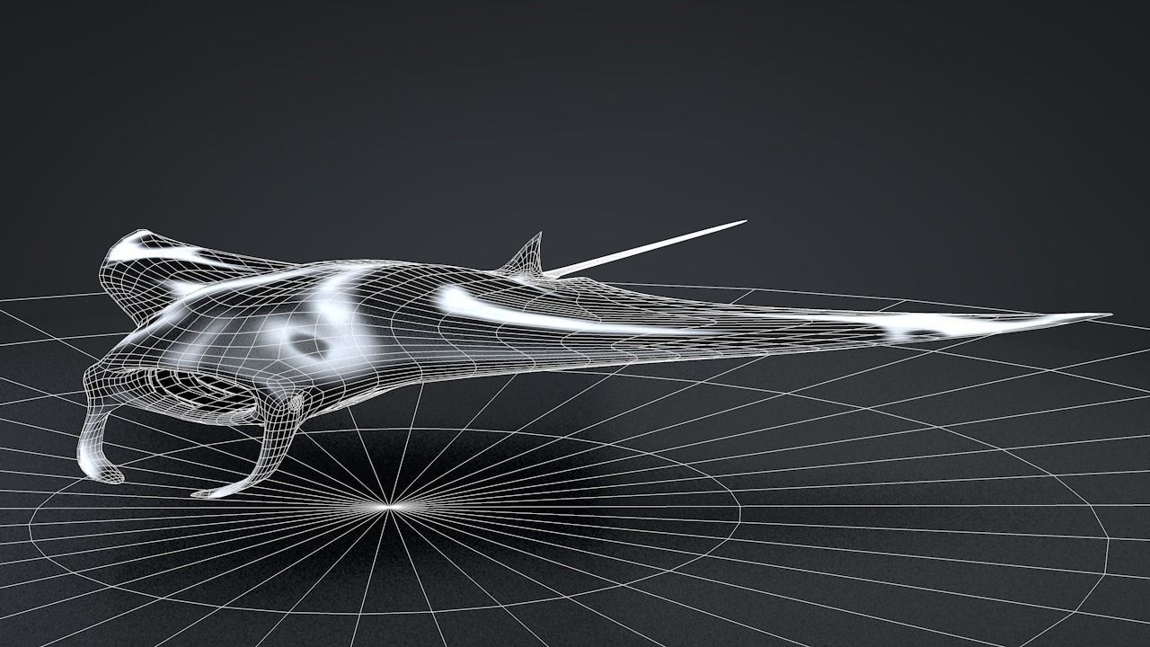 Manta Ray  Low-poly 3D model_28