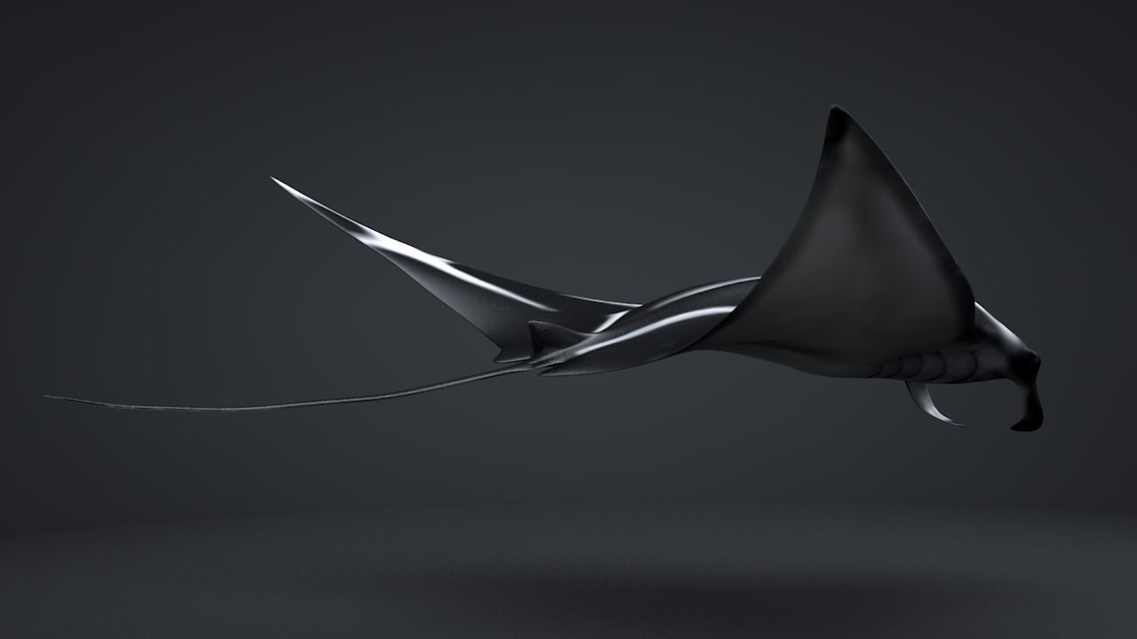 Manta Ray  Low-poly 3D model_21