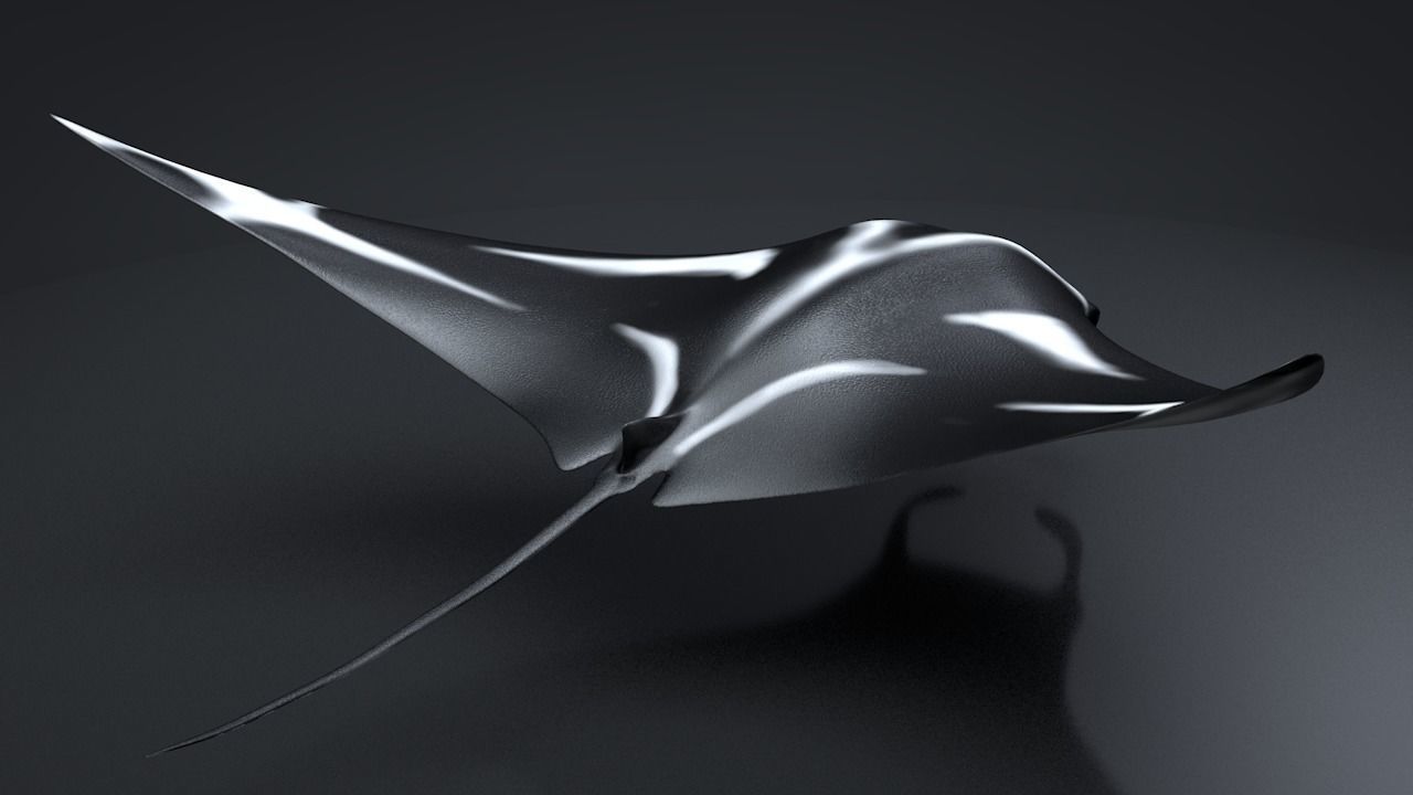 Manta Ray  Low-poly 3D model_19