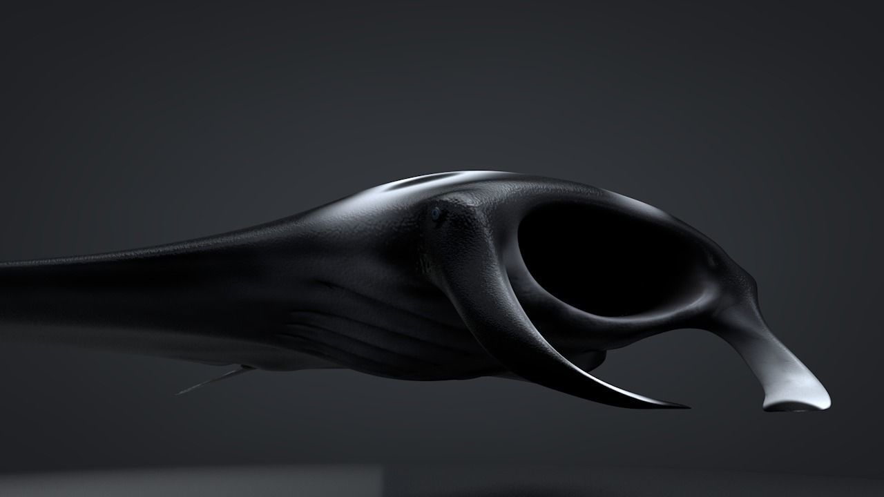 Manta Ray  Low-poly 3D model_14
