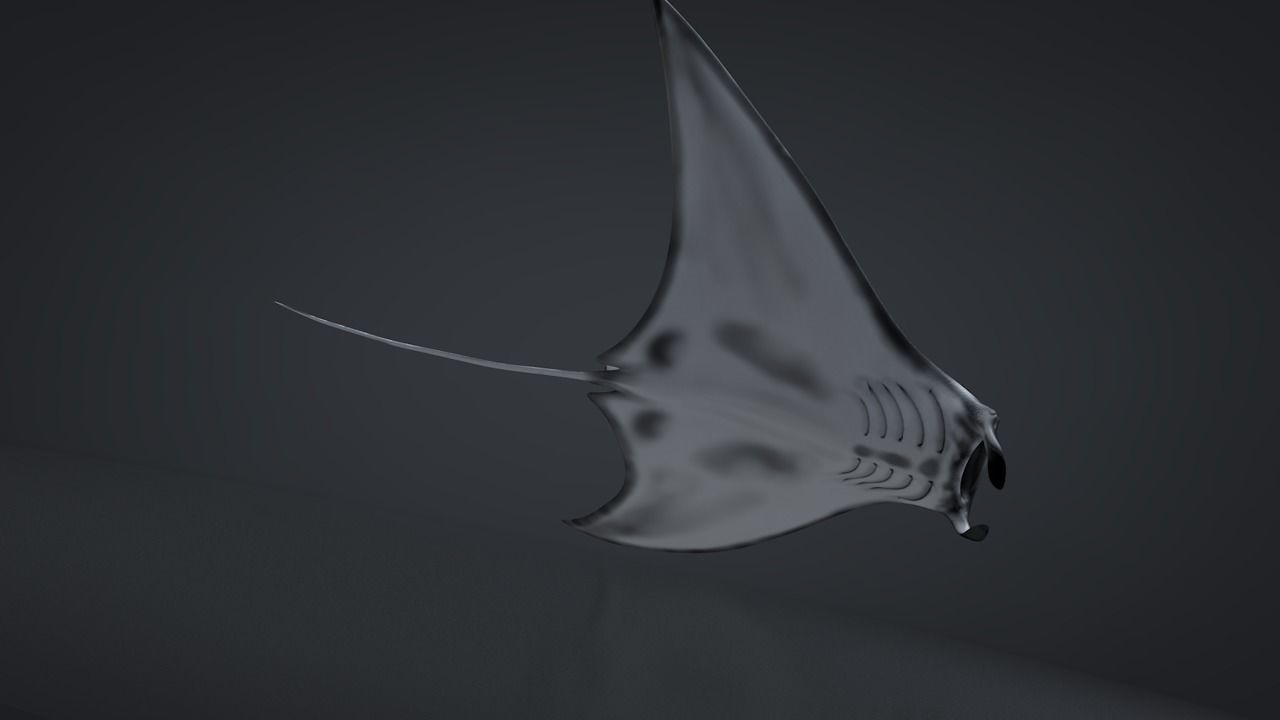 Manta Ray  Low-poly 3D model_22