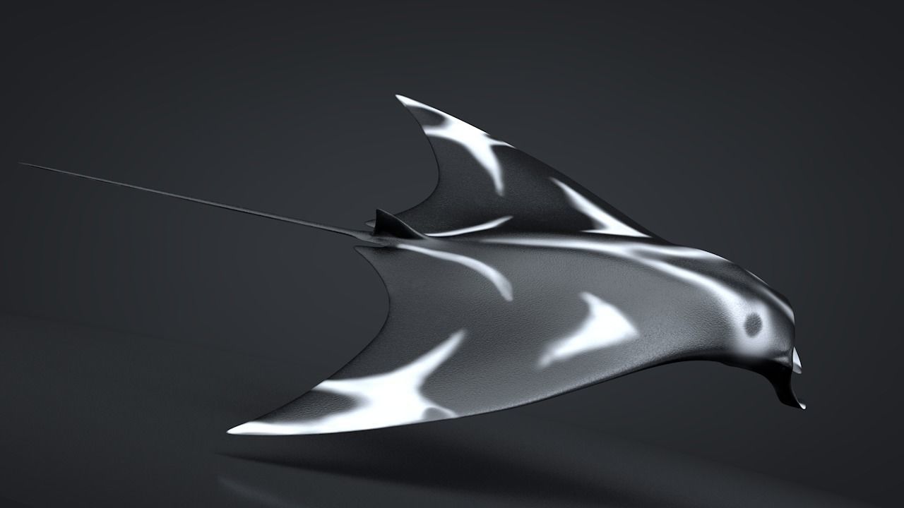 Manta Ray  Low-poly 3D model_9