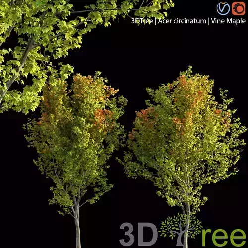 Acer circinatum -Vine Maple 02