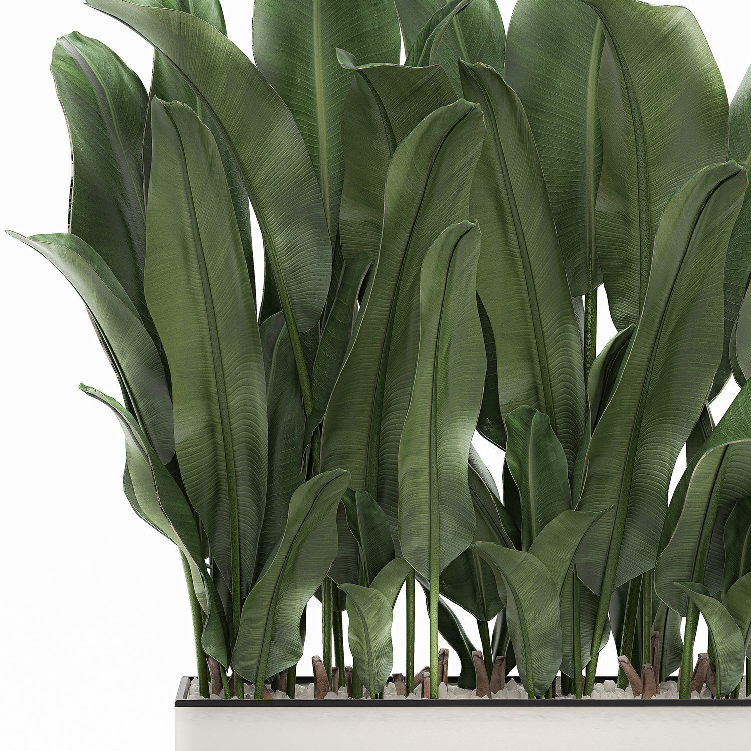 Decorative banana in a white flowerpot 539 3D model_2