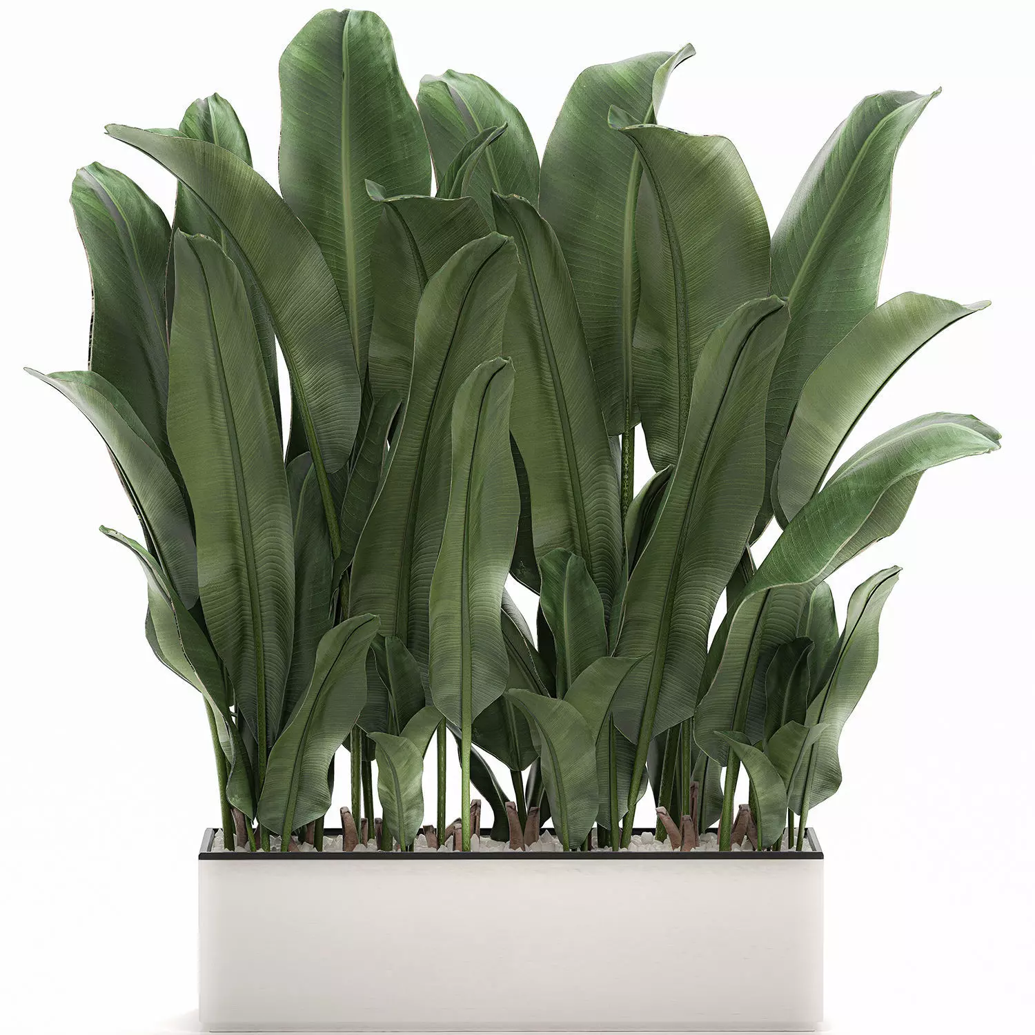 Decorative banana in a white flowerpot 539 3D model_0