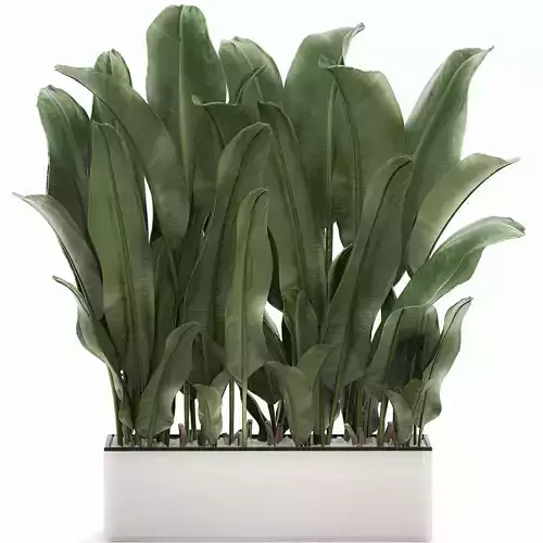 Decorative banana in a white flowerpot 539 3D model