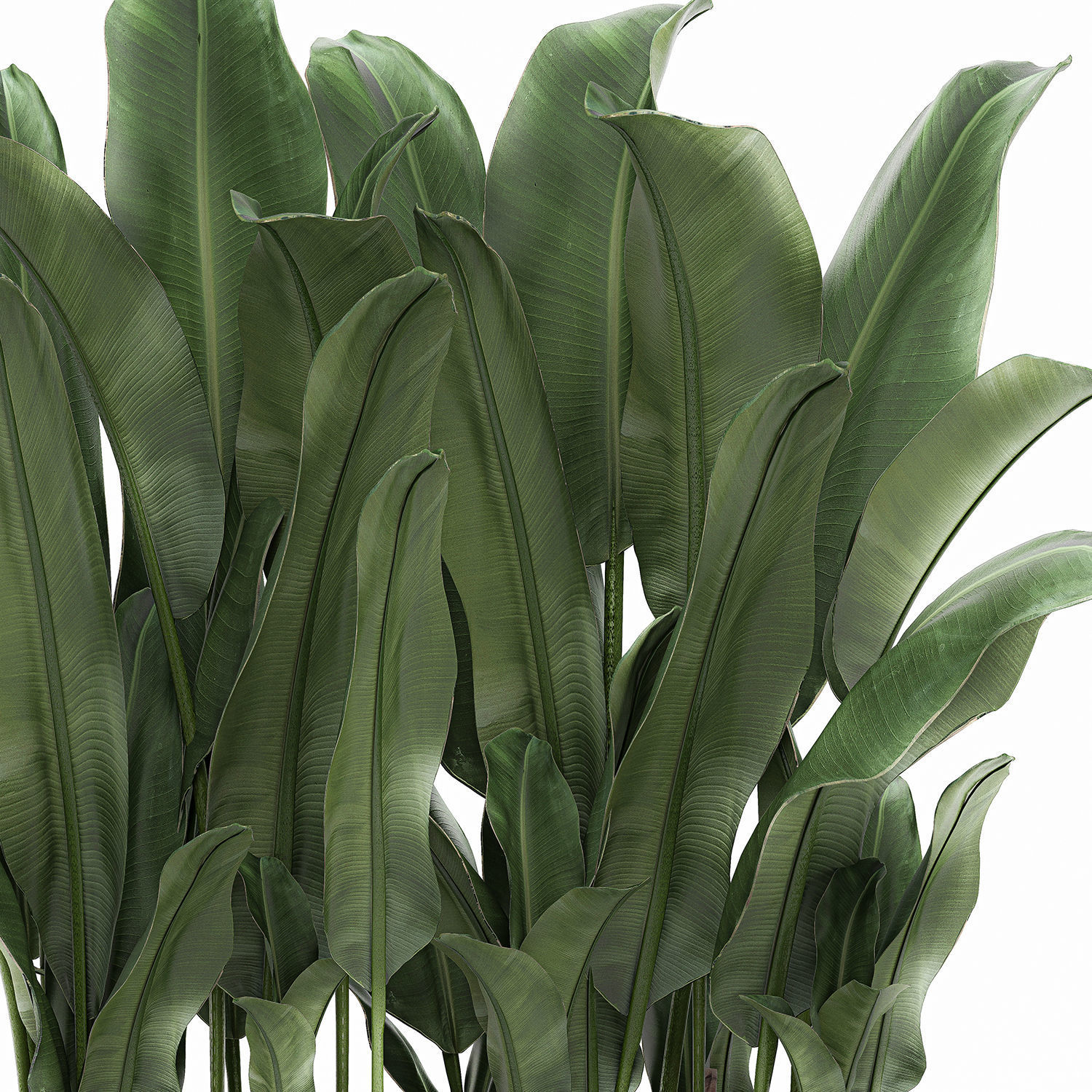 Decorative banana in a white flowerpot 539 3D model_3