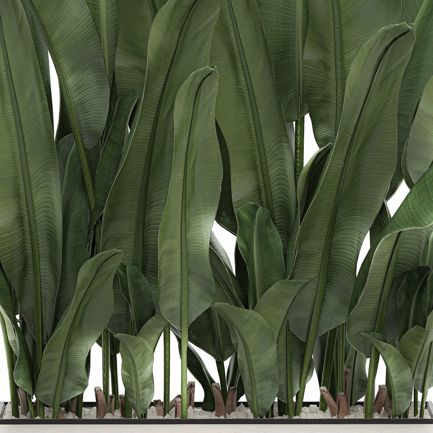 Decorative banana in a white flowerpot 539 3D model_4