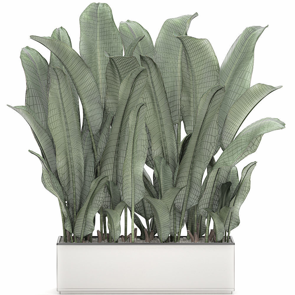 Decorative banana in a white flowerpot 539 3D model_6