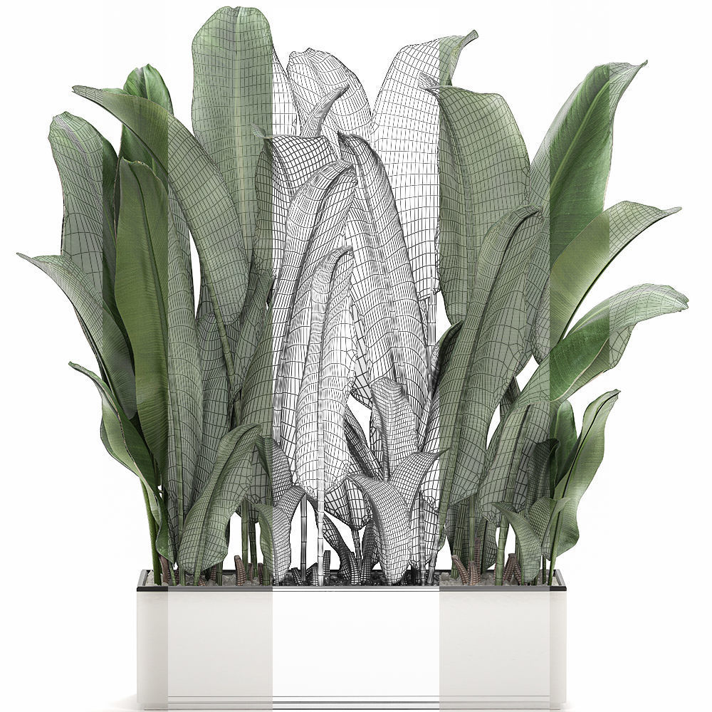 Decorative banana in a white flowerpot 539 3D model_5