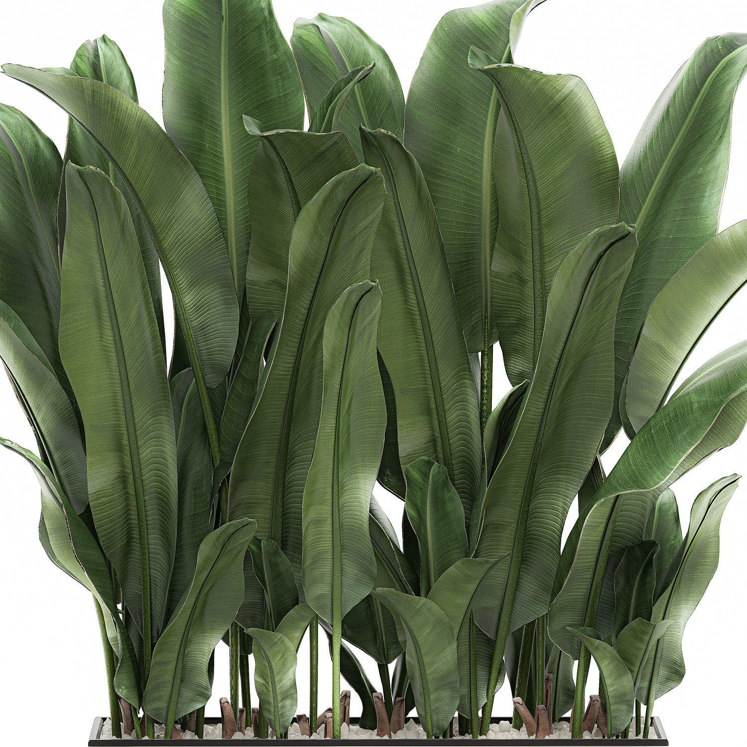 Decorative banana in a white flowerpot 539 3D model_1