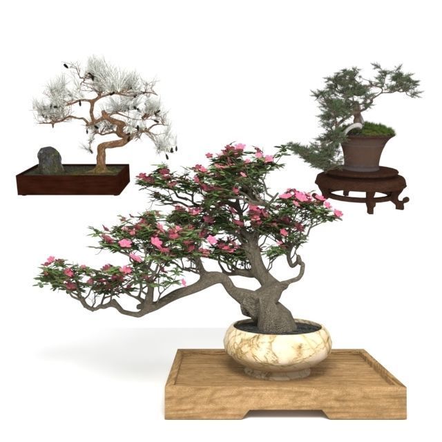 Bonsai for decoration set 3D model CGTrader