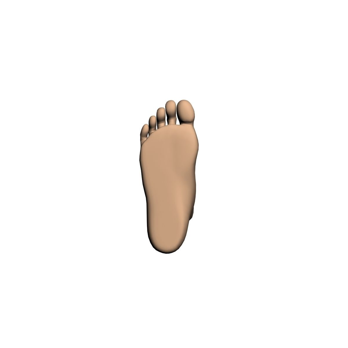 Human foot 3D model_2