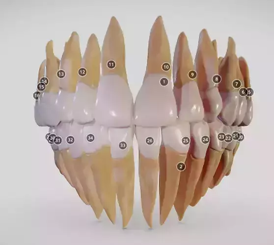 Teeth Dentistry Low-poly 3D model