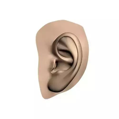 Human ear 3D model