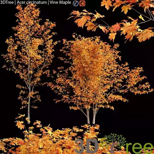 Acer circinatum-Vine Maple 03 3D model