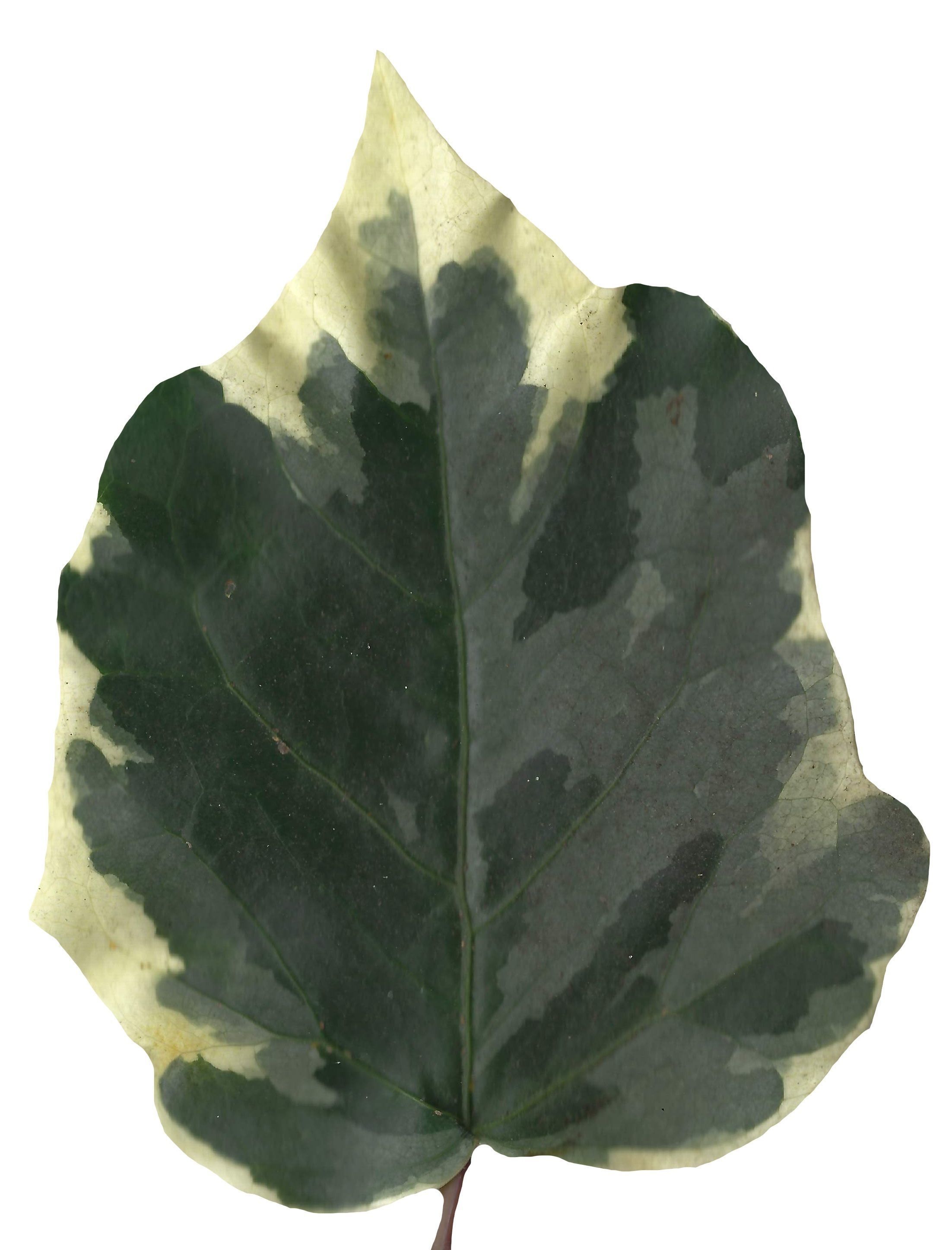 English Ivy Texture Pack - 17 Textures Texture_10