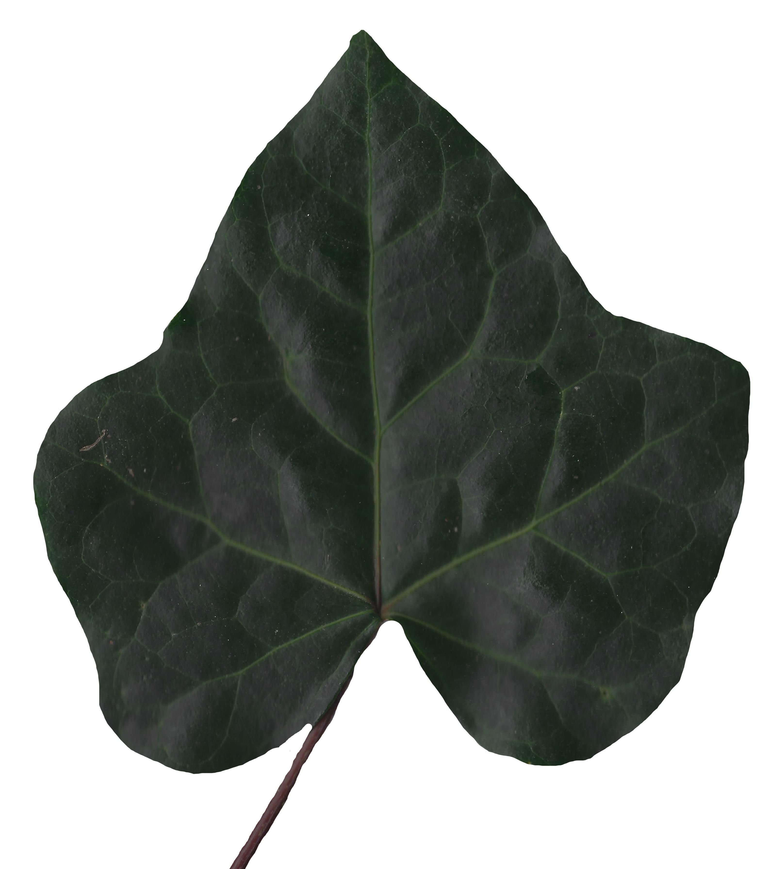 English Ivy Texture Pack - 17 Textures Texture_14